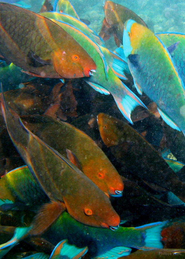 IMG_7555rc_Maldives_Madoogali_Poissons perroquets_.jpg